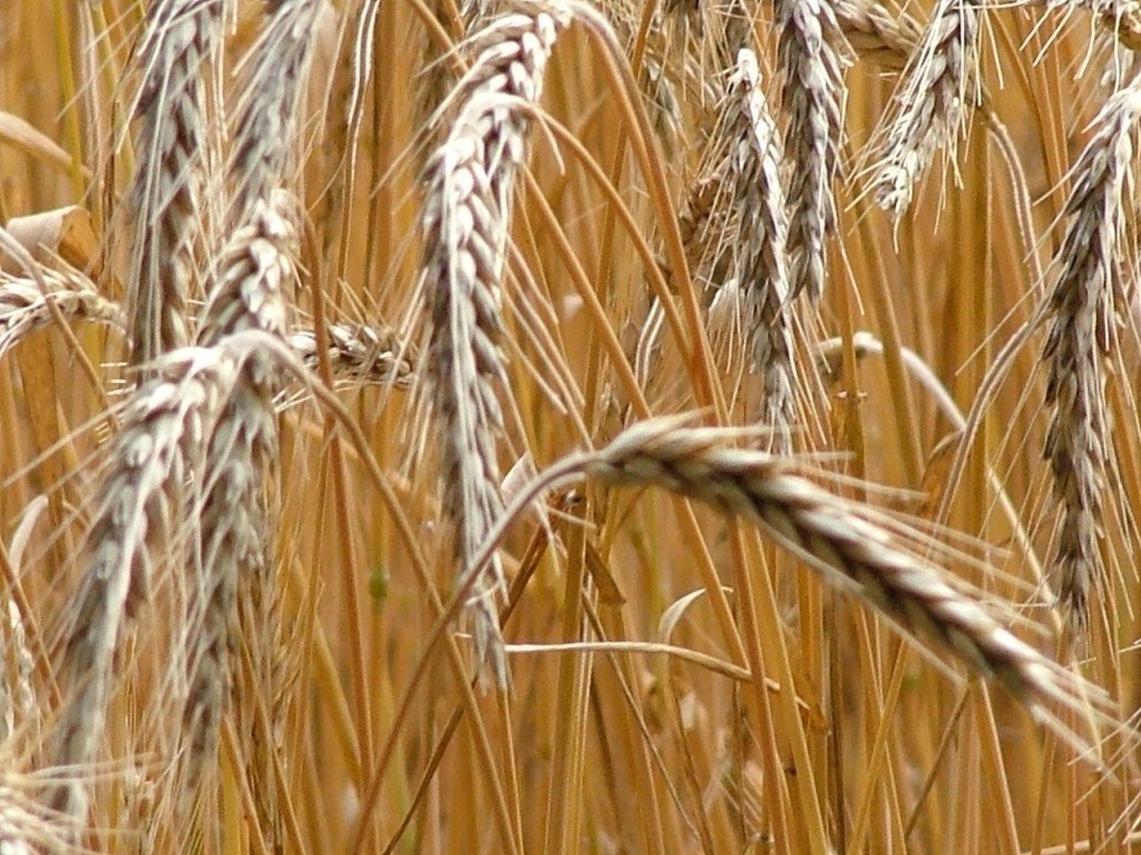 Wheat Harvest