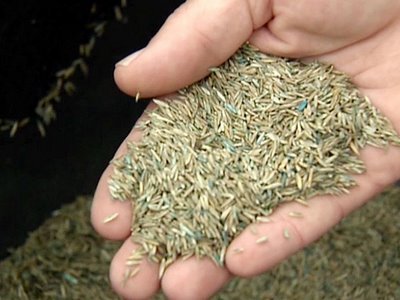 Open hand with fist full of grass seed.